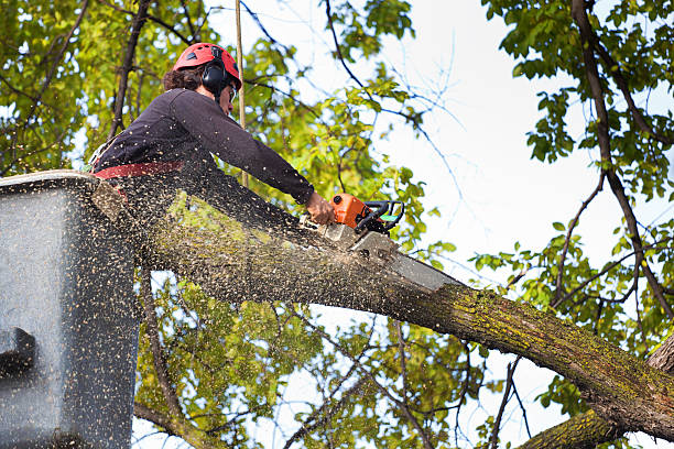 Reliable Frazeysburg, OH Tree Care Solutions