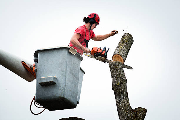 Seasonal Cleanup (Spring/Fall) in Frazeysburg, OH